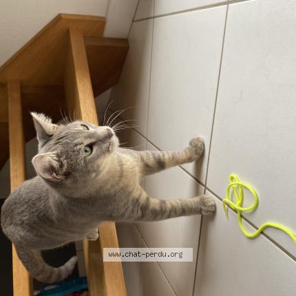 Photo 1/1 Taman Chat lost in Guingamp