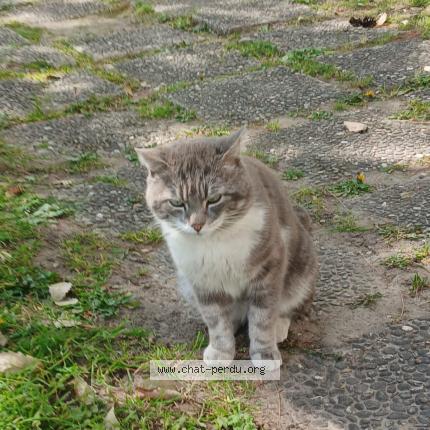 Photo 1/1 Found cat Found in Lyon