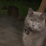 Picture of cat lost at Saint Clar De Riviere