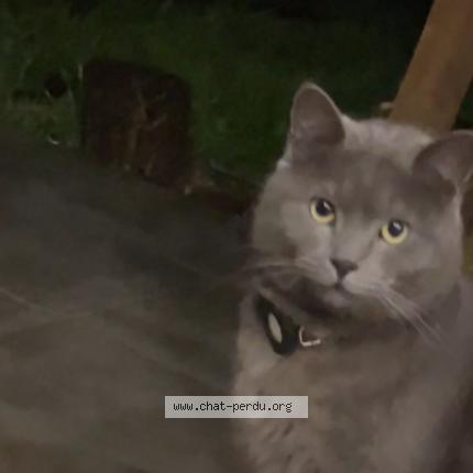 Photo 1/1 Ramadi Chat lost in Saint clar de riviere