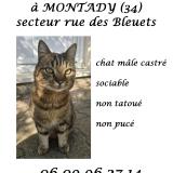 Picture of cat found at Montady