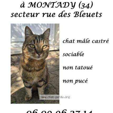 Photo 1/1 Found cat Found in Montady