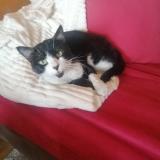 Picture of cat found at Boissy Saint Leger