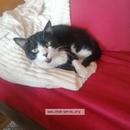 Photo 1/1 Found cat Found in Boissy saint leger