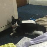 Picture of cat lost at Islamabad