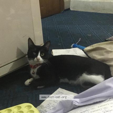 Photo 1/1 Saaima Shaukat Chat lost in Islamabad