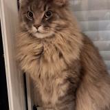 Picture of cat lost at Loiron Ruille