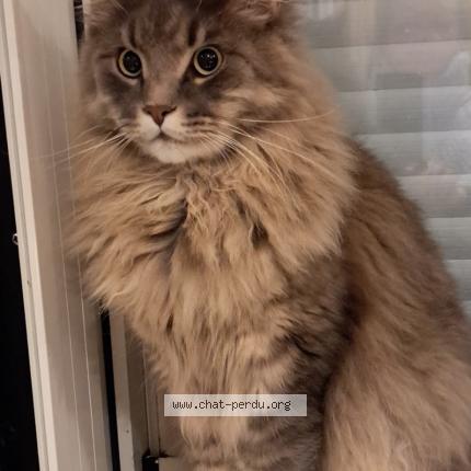 Photo 1/1 Willow Chat lost in Loiron ruille