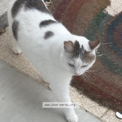 Photo 1/1 FELIA Chat lost in Pont du chateau