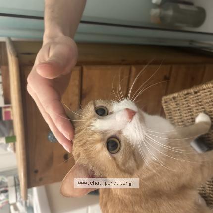 Photo 1/1 Nala Chat lost in Pau