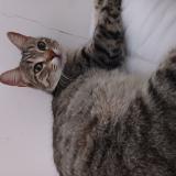 Picture of cat found at Nerac