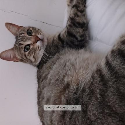 Photo 1/1 Found cat Found in Nerac