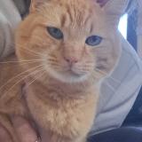 Picture of cat lost at Thury Harcourt Le Hom