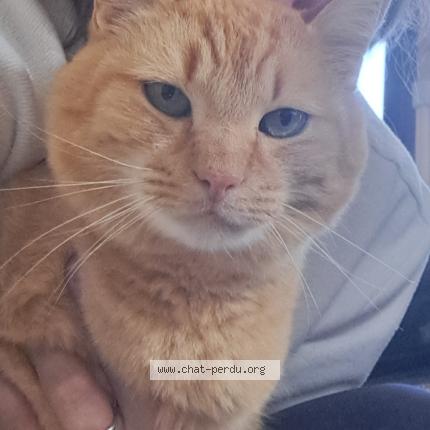 Photo 1/1 Scrat Chat lost in Thury harcourt le hom