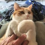 Picture of cat lost at Le Mans