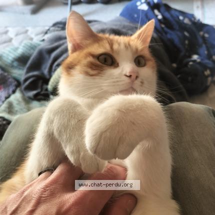 Photo 1/1 Furie Chat lost in Le mans