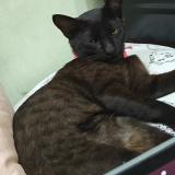 Picture of cat lost at Lucknow