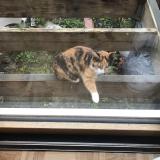 Picture of cat found at Brest