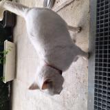 Picture of cat found at Leguevin