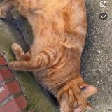 Picture of cat lost at Carmaux