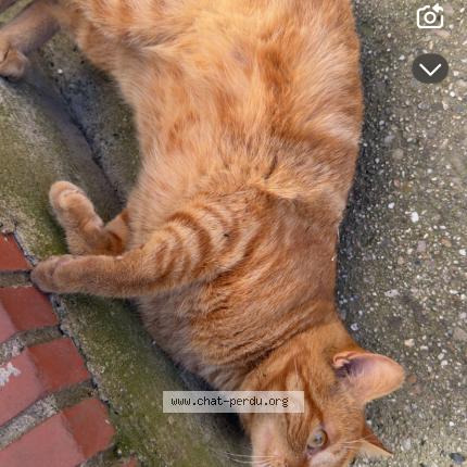 Photo 1/1 B&eacute;b&eacute; Chat lost in Carmaux