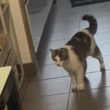 Picture of cat found at Borderes Sur L Echez