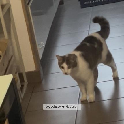 Photo 1/1 Found cat Found in Borderes sur l echez