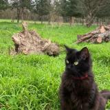 Picture of cat lost at Boe