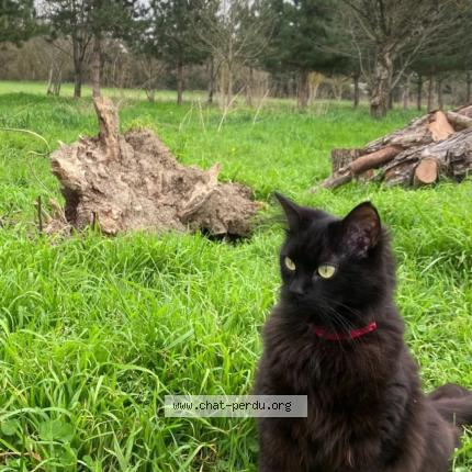 Photo 1/1 Chanel Chat lost in Boe