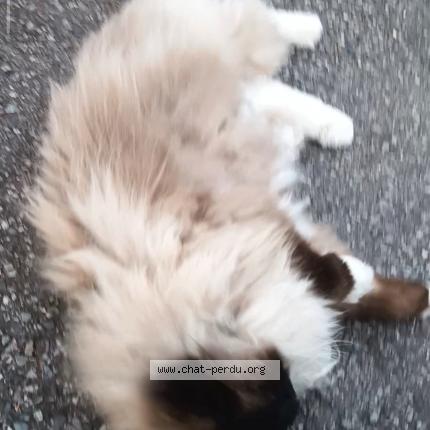 Photo 1/1 Found cat Found in Meylan