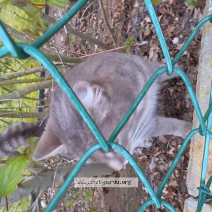 Photo 1/1 Found cat Found in Erpent