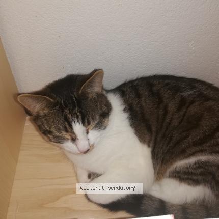 Photo 1/1 Found cat Found in Mauriac 15200