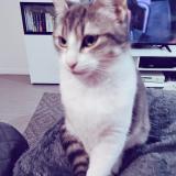 Picture of cat lost at Rouen