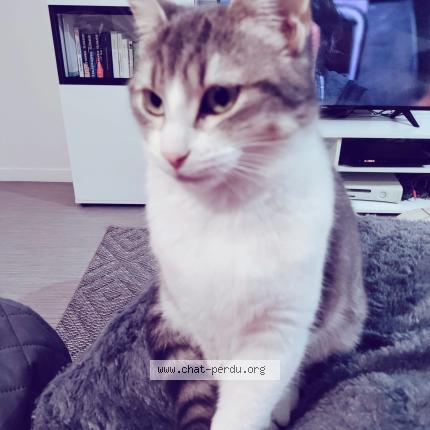 Photo 1/1 Happy Chat lost in Rouen