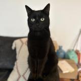 Picture of cat lost at Montpellier