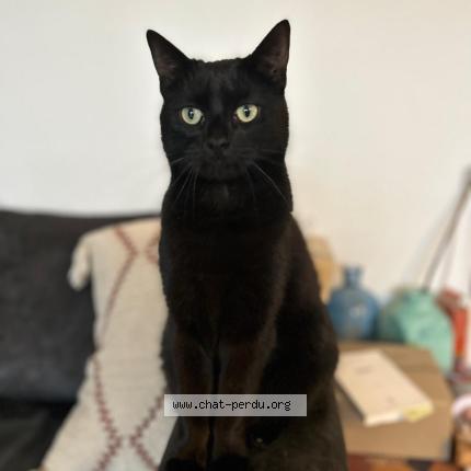 Photo 1/1 Minko Chat lost in Montpellier