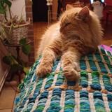 Picture of cat lost at Coutisse