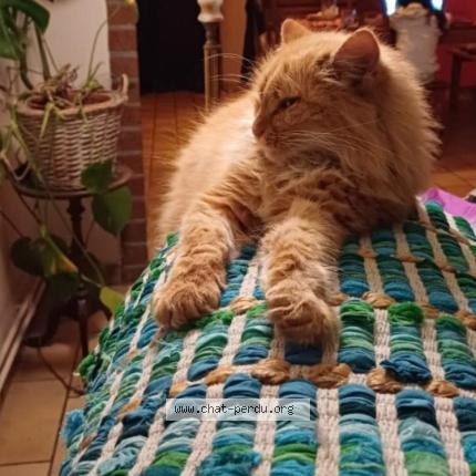 Photo 1/1 Cookie Chat lost in Coutisse