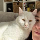 Picture of cat lost at Liffre