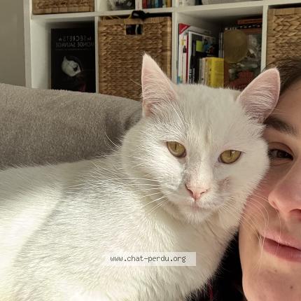 Photo 1/1 Arlo Chat lost in Liffre