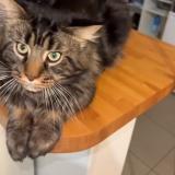 Picture of cat lost at Le Kremlin Bicetre