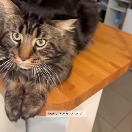 Photo 1/1 Kyubi Chat lost in Le kremlin bicetre