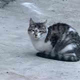 Picture of cat found at Villeurbanne