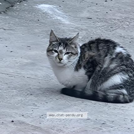 Photo 1/1 Found cat Found in Villeurbanne