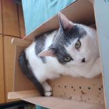 Picture of cat lost at Valenciennes