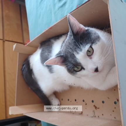 Photo 1/1 hugo fontaine Chat lost in Valenciennes