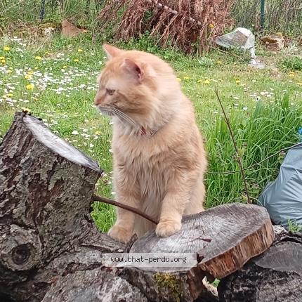 Photo 1/1 Found cat Found in Romilly sur seine