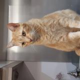 Picture of cat lost at Bezons