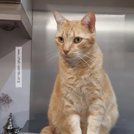 Photo 1/1 Catou Chat lost in Bezons