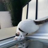 Picture of cat lost at Franconville La Garenne